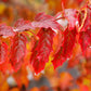 25 SIBERIAN MAPLE TREE Acer Ginnala Seeds - Red Fall Foliage