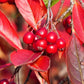 50 RED CHOKEBERRY Aronia Arbutifolia White Flower Fruit Shrub Seeds
