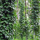 25 BLACK PEPPERCORN Black Pepper Piper Nigrum Spice Vine Seeds