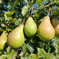 25 EUROPEAN PEAR TREE Pyrus Communis Fruit Seeds - White Flowers / Green Fruit