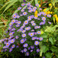 100 PURPLE Smooth Violet PRAIRIE ASTER Aster Tanacetifolia Tahoka Daisy Flower Seeds