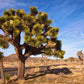 5 JOSHUA TREE Palm Tree Yucca Brevifolia White Flowers Cactus Succulent Seeds