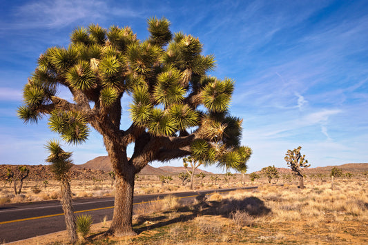 5 JOSHUA TREE Palm Tree Yucca Brevifolia White Flowers Cactus Succulent Seeds