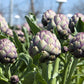 50 PURPLE ROMAGNA ARTICHOKE Italian Cynara Scolymus Flower Vegetable Seeds