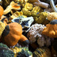 30 MIXED GOURD Lagenaria Siceraria Seeds