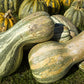 30 Green Striped CUSHAW SQUASH PUMPKIN (Tennessee Sweet Potato Squash) Cucurbita Mixta Vegetable Seeds