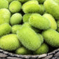 10 WOOLY BEAR GOURD Hedgehog Cucumis Dipsaceus Fuzzy Green Ornamental Seeds