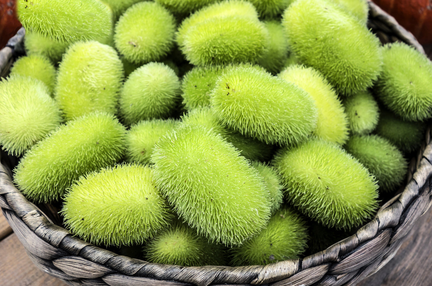 10 WOOLY BEAR GOURD Hedgehog Cucumis Dipsaceus Fuzzy Green Ornamental Seeds