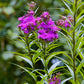 250 PURPLE IRONWEED Prairie Vernonia Fasciculata Flower Seeds