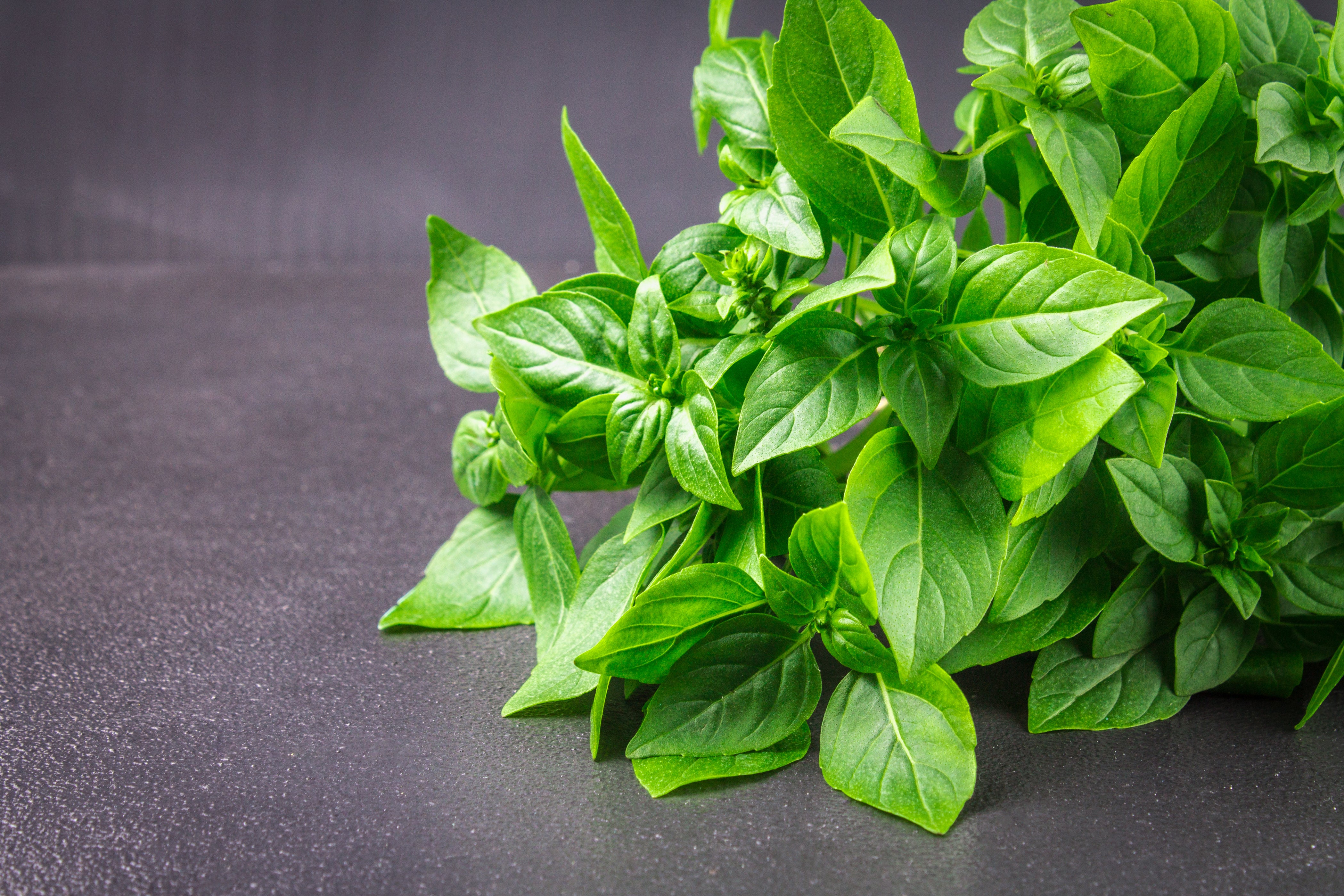1500 LEMON BASIL Ocimum Basilicum HERB Flower Seeds – Orchid Stuff Plus