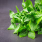 1500 LEMON BASIL Ocimum Basilicum HERB Flower Seeds