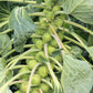 400 CATSKILL BRUSSEL SPROUT Sprouts Brassica Oleracea Vegetable Seeds