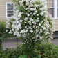 5 WHITE CLIMBING ROSE Rosa Bush Vine Climber Fragrant Butterfly Flower Seeds