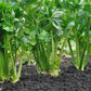 1000 TALL UTAH CELERY Apium Graveolens Dulce Vegetable Seeds