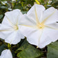 50 MOONFLOWER MORNING GLORY White Moon Flower Ipomoea Alba Flower Vine Seeds