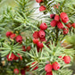 10 ENGLISH YEW Taxus Baccata Tree Shrub Conifer Sun or Shade Red Ornamental Berry Seeds