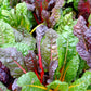 150 Mixed Colors NORTHERN LIGHTS  SWISS CHARD (Perpetual Spinach) Beta Vulgaris Cicla Vegetable Seeds