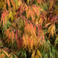 10 WEEPING LACELEAF MAPLE Japanese Acer Palmatum Dissectum Green Yellow Red Tree Seeds