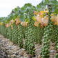 500 HEIRLOOM BRUSSEL SPROUT Brassica Oleracea Green Long Island Vegetable Seeds