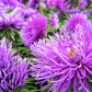30 VIOLET Purple NEEDLE ASTER Callistephus Chinensis Unicom Flower Seeds