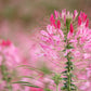 200 ROSE QUEEN CLEOME Hassleriana Spinosa Pink Spider Flower Seeds
