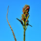20 INDIAN TRUMPET Flower TREE (Midnight Horror / Broken Bones Plant / Tree of Damocles) Oroxylum Indicum Seeds
