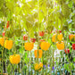 100 Golden YELLOW BELL PEPPER California Wonder Capsicum Annuum Vegetable Seeds