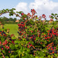 100 BLACKBERRY Fruit Bush Rubus Allegheniensis Seeds