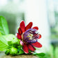 5 GIANT GRANADILLA Red Passion Flower Passiflora Quadrangularis Yellow Fruit Vine Seeds