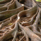50 BANYAN / BANYAN FIG TREE East Indian Ficus Benghalensis Aerial Root Houseplant Seeds