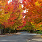 50 AMERICAN SWEETGUM Liquidambar Styraciflua Storax Alligator Sweet Gum Tree Seeds - Great Fall Color! Red Yellow Orange Purple