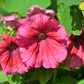 25 SALMON PETUNIA Grandiflora Flower Seeds