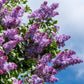 25 FRENCH / Old FASHIONED LILAC Syringa Vulgaris Flower Shrub Bush Seeds