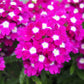 100 MIXED COLORS VERBENA Hybrida Compacta Flower Seeds