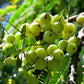 10 INDIAN GOOSEBERRY Phyllanthus Emblica Emblic Edible Fruit Tree Seeds