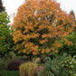 10 DWARF GOLDEN RAIN TREE Koelreuteria Paniculata Nana Yellow Flower Seeds