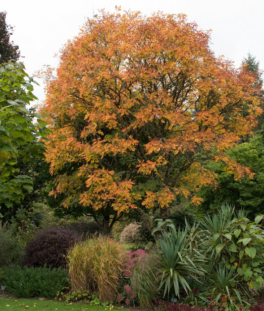 10 DWARF GOLDEN RAIN TREE Koelreuteria Paniculata Nana Yellow Flower Seeds
