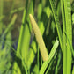 250 SWEET FLAG GRASS Wetland Pond Acorus Calamus Ornamental Seeds