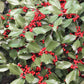 40 AMERICAN HOLLY Ilex Opaca Tree Shrub Evergreen Red Berry Seeds - aka White Holly, Prickly Holly, Christmas Holly, Yule Holly