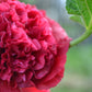 25 SCARLET DOUBLE Red HOLLYHOCK Alcea Rosea Flower Seeds Perennial