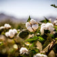 25 WHITE COTTON Gossypium Hirsutum Plant Seeds