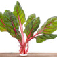 40 PINK FLAMINGO SWISS CHARD Beta Vulgaris Perpetual Spinach Vegetable Seeds
