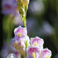 300 PALMERS PENSTEMON (Beardtongue / Balloon Flower) Penstemon Palmeri Flower Seeds