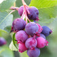 20 SASKATOON SERVICEBERRY aka Western, Pacific, Juneberry, Shadbush Amelanchier Alnifolia Native Edible Purple Berry Fruit White Flower Shrub Seeds