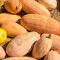 25 Jumbo PINK BANANA SQUASH Cucurbita Maxima Heirloom Winter Vegetable Seeds