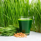 500 Organic CAT GRASS WHEAT Grass Pet Grass Wheatgrass Catgrass Triticum Aestivum Seeds