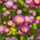 100 MIXED DOUBLE ACROCLINIUM Paper Daisy Helipterum Roseum Rhodanthe Flower Seeds