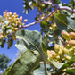 5 PISTACHIO NUT TREE Pistacia Vera Fruit Red Flowers Seeds