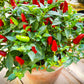 50 TABASCO PEPPER Hot Red Capsicum Fruitescens Vegetable Seeds