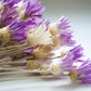 300 IMMORTELLE IMMORTAL MIX Xeranthemum Paper Daisy Everlasting Flower Seeds